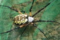 Free Vivid Spider Royalty Free Stock Photography - 4862437