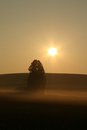 Free Pride Of A Morning Stock Photo - 4864990