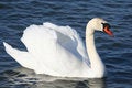 Free Graceful White Swan On A Water Royalty Free Stock Photo - 4867125