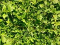 Free Leaves Texture Royalty Free Stock Photography - 4867157
