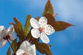 Free Spring Tree Flowers Royalty Free Stock Photos - 4869188