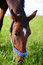 Free Bay Horse Eating Grass Stock Photos - 4862913