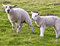 Free Two Young Lambs Stock Photo - 4863590