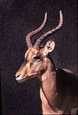 Free Black-faced Impala Stock Photos - 4872473