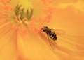 Free Honeybee Approaches Golden Stamen Royalty Free Stock Image - 4872766
