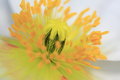 Free Beautiful Flower Stamen Stock Images - 4872874