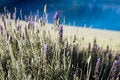 Free Lavender (poot At The Background) Stock Photography - 4877362