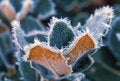 Free Leaves With Ice Slush Stock Photo - 4877380
