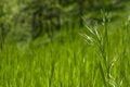 Free Piece Of Grass Royalty Free Stock Photo - 4879055