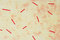 Free Cardboard Texture Stock Photos - 4874193