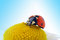 Free Ladybug On Camomile Flower Royalty Free Stock Photography - 4874747