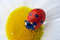 Free Ladybug On Camomile Flower Royalty Free Stock Photography - 4874777