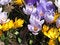 Free Spring Crocus Stock Photography - 4878162
