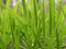 Free Young Green Grass Stock Photo - 4880680