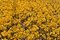 Free Forsythia Stock Photos - 4881163