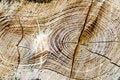 Free Weathered Wood Royalty Free Stock Image - 4890706