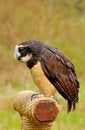 Free Spectacled Owl Stock Photography - 4892072