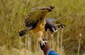 Free Spectacled Owl Stock Image - 4892081