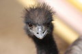 Free Cool Bird Royalty Free Stock Image - 4892986