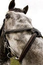 Free Horse Jumping 035 Stock Photos - 4895073