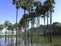 Free Myanmar, Popa Hill S Vegetation Stock Image - 4898691