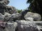 Free Mexican Iguana Royalty Free Stock Images - 4890099