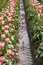 Free One Pink Tulip Stock Photos - 4894893