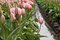 Free One Pink Tulip Stock Photography - 4894922