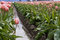 Free One Pink Tulip Stock Photo - 4894940