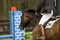 Free Horse Jumping 006 Royalty Free Stock Images - 4894979