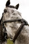 Free Horse Jumping 035 Stock Photos - 4895073