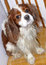 Free Cavalier King Charles Spaniel Royalty Free Stock Images - 4899629