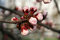 Free Apricot Button Blossom Stock Photos - 4899673