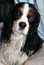 Free Cavalier King Charles Spaniel Royalty Free Stock Photography - 4899697