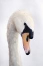 Free White Swan Stock Photo - 490310