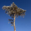 Free Pinetree Royalty Free Stock Photos - 495328