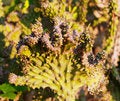 Free Closeup Of A Cactus 71 Royalty Free Stock Photo - 496265