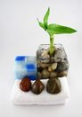 Free Bamboo Stock Photos - 497863