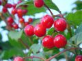 Free Berry Red Stock Images - 498204