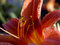 Free Red Lily Royalty Free Stock Image - 494916