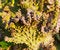 Free Closeup Of A Cactus 71 Royalty Free Stock Photo - 496265
