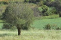 Free Myanmar, Kalaw: Wheat Field Royalty Free Stock Images - 4900929
