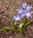 Free Natural Blue Glory Of The Snow Royalty Free Stock Photography - 4903977