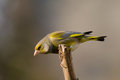 Free Greenfinch (Carduelis Chloris) Stock Photos - 4909603