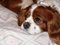 Free Cavalier King Charles Spaniel Royalty Free Stock Image - 4900016