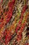 Free Autumn Ivy Stock Photos - 4902663