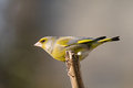 Free Greenfinch (Carduelis Chloris) Royalty Free Stock Image - 4910176