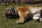 Free Resting Tiger Royalty Free Stock Photography - 4910407