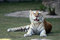 Free Resting Tiger Stock Photos - 4910443