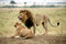 Free Lion Cautiously Approaches A Lioness Royalty Free Stock Photo - 4916695